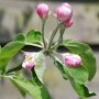 Appelboom 'Jonagold' oude boom (zelfbestuivend)